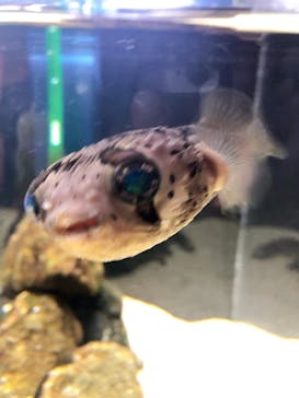 京都水族館に投稿された画像（2022/7/14）