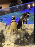 すみだ水族館に投稿された画像（2022/7/15）