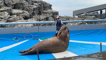 大分マリーンパレス水族館 「うみたまご」に投稿された画像（2022/7/15）