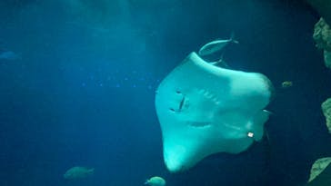 大分マリーンパレス水族館 「うみたまご」に投稿された画像（2022/7/15）