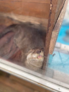 大分マリーンパレス水族館 「うみたまご」に投稿された画像（2022/7/15）