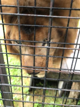 那須サファリパークに投稿された画像（2022/7/15）