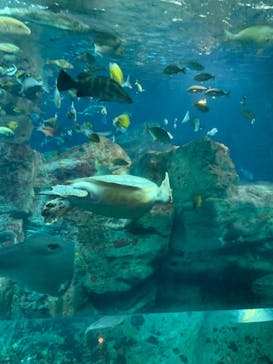 大分マリーンパレス水族館 「うみたまご」に投稿された画像（2022/7/15）