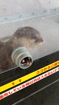 大分マリーンパレス水族館 「うみたまご」に投稿された画像（2022/7/15）