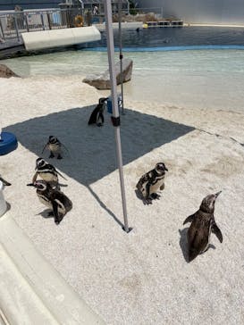 大分マリーンパレス水族館 「うみたまご」に投稿された画像（2022/7/15）