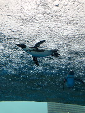 サンシャイン水族館に投稿された画像（2022/7/15）