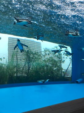 サンシャイン水族館に投稿された画像（2022/7/15）