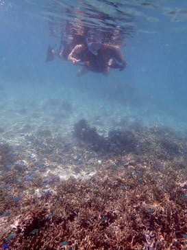 宮古島 ADVENTURE PiPi（ミヤコジマ アドベンチャー ピピ）に投稿された画像（2022/7/15）