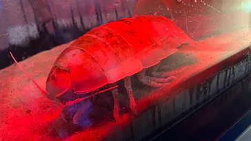 仙台うみの杜水族館に投稿された画像（2022/7/15）