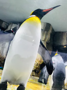 仙台うみの杜水族館に投稿された画像（2022/7/15）