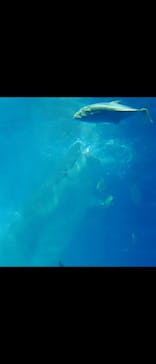 沖縄美ら海水族館に投稿された画像（2022/7/15）