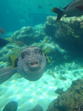 沖縄美ら海水族館に投稿された画像（2022/7/15）