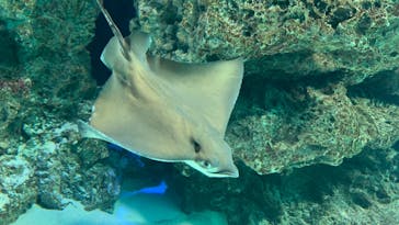 サンシャイン水族館に投稿された画像（2022/7/15）