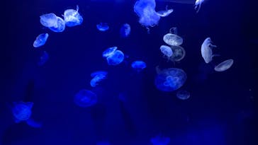 サンシャイン水族館に投稿された画像（2022/7/15）