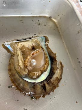 真珠工房 真珠の里に投稿された画像（2022/7/15）