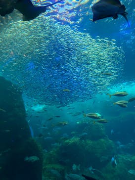 新江ノ島水族館に投稿された画像（2022/7/16）