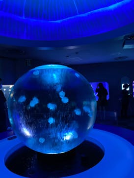 新江ノ島水族館に投稿された画像（2022/7/16）