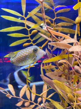 新江ノ島水族館に投稿された画像（2022/7/16）