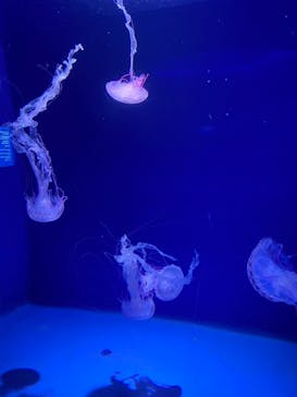 新江ノ島水族館に投稿された画像（2022/7/16）