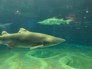 アクアワールド茨城県大洗水族館に投稿された画像（2022/7/16）