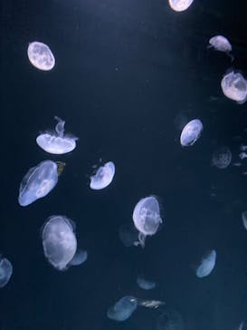 サンシャイン水族館に投稿された画像（2022/7/16）