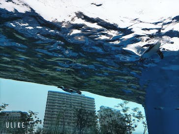 サンシャイン水族館に投稿された画像（2022/7/16）