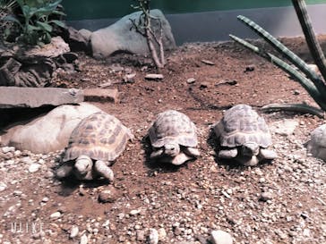 サンシャイン水族館に投稿された画像（2022/7/16）