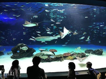 サンシャイン水族館に投稿された画像（2022/7/16）