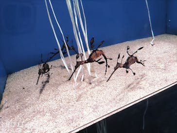 サンシャイン水族館に投稿された画像（2022/7/16）