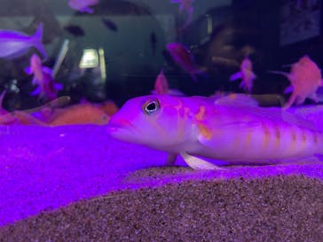 伊豆・三津シーパラダイスに投稿された画像（2022/7/16）