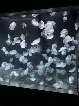 伊豆・三津シーパラダイスに投稿された画像（2022/7/16）