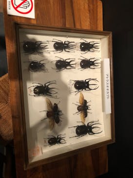 体感するファーブル昆虫展 NAGOYAに投稿された画像（2022/7/16）