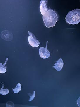 サンシャイン水族館に投稿された画像（2022/7/16）