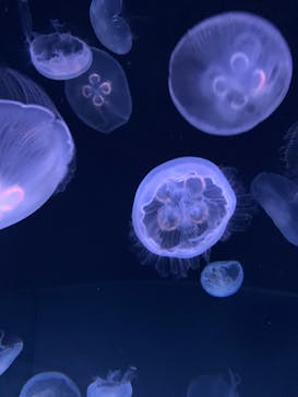 サンシャイン水族館に投稿された画像（2022/7/16）
