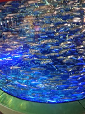 アクアワールド茨城県大洗水族館に投稿された画像（2022/7/16）