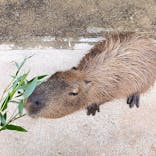 長崎バイオパークに投稿された画像（2022/7/16）