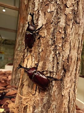 体感するファーブル昆虫展 NAGOYAに投稿された画像（2022/7/16）