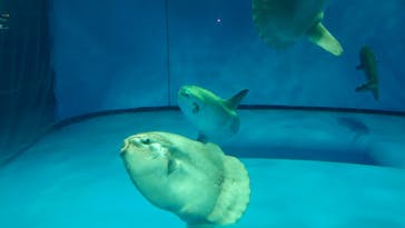 アクアワールド茨城県大洗水族館に投稿された画像（2022/7/16）