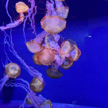 すみだ水族館に投稿された画像（2022/7/16）