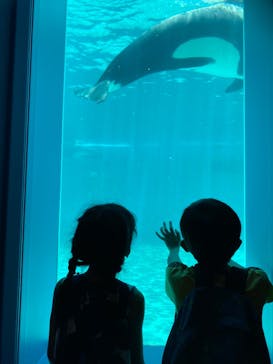 鴨川シーワールドに投稿された画像（2022/7/17）