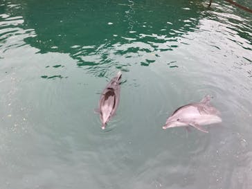 伊豆・三津シーパラダイスに投稿された画像（2022/7/17）