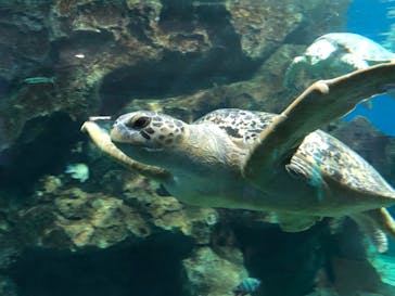 名古屋港水族館に投稿された画像（2022/7/17）