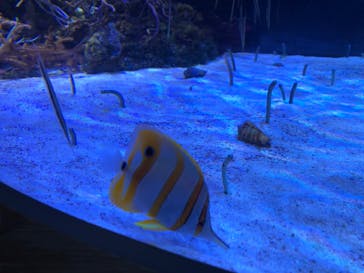 名古屋港水族館に投稿された画像（2022/7/17）