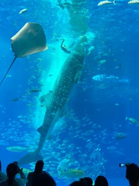 沖縄美ら海水族館に投稿された画像（2022/7/17）