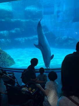 名古屋港水族館に投稿された画像（2022/7/17）