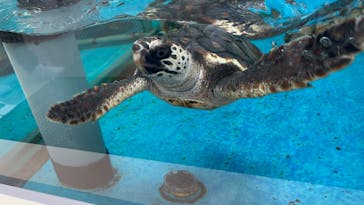 名古屋港水族館に投稿された画像（2022/7/17）