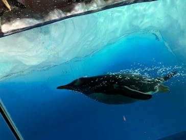名古屋港水族館に投稿された画像（2022/7/17）