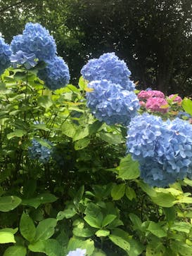 六甲高山植物園に投稿された画像（2022/7/17）