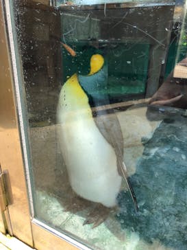 下田海中水族館に投稿された画像（2022/7/17）
