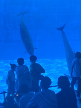 名古屋港水族館に投稿された画像（2022/7/17）
